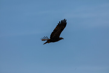 In the picturesque grasslands of Bhigwan Sanctuary, a magnificent steppe eagle (Aquila nipalensis) spreads its wings to take off, its graceful flight beautifully captured in a stunning photograph.
