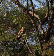 A tawny eagle (Aquila rapax) perched majestically on a sturdy tree branch, its keen eyes scanning the dense Masinagudi jungle for prey amidst the rich wilderness.