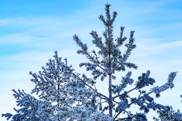 Winter magic: conifer branches covered with frost. Close-up. Backlight