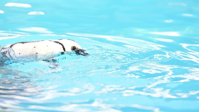 4K video of penguins swimming in the water