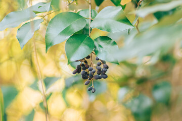 トウネズミモチ