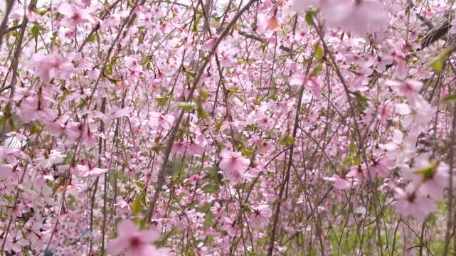 Beautiful weeping cherry blossoms blooming in a Japanese garden during spring season.