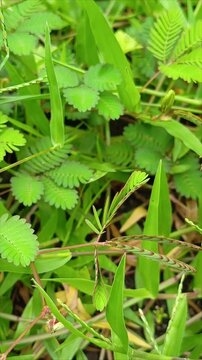Tanaman Putri Malu (Mimosa Pudica) has the ability to move seismonasti (tigmonasti), meaning that plant leaves will curl up when touched.
