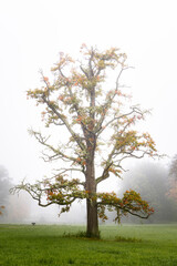 tree in the fog