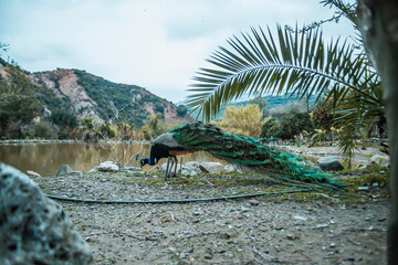 Fototapeta premium A peacock with green and blue plumage stands near water, surrounded by rocks, sparse plants, a palm frond, and hills with exposed rock formations.