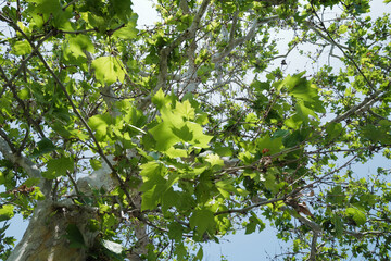 Close up green Maple leaves among natural landscape of green forest park
