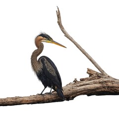 Fototapeta premium Darter isolated on white background
