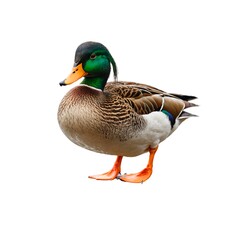 Obraz premium Duck with pure white background