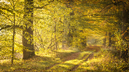 autumn in the forest