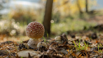 mushrooms in the forest