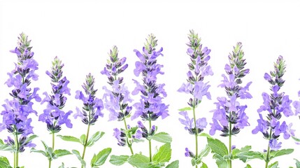 Obraz premium A vibrant display of purple lavender flowers in full bloom, showcasing their delicate petals and lush green leaves.