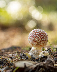 mushroom in the forest
