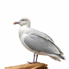 Fototapeta premium Glaucous Gull on piece of wood isolated on white background