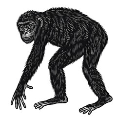 A stylized illustration of a primate in a dynamic pose.