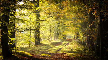 autumn forest in the morning