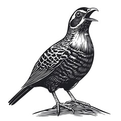 Fototapeta premium An illustration of a singing bird, showcasing detailed features.