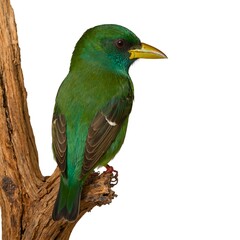 Green Broadbill on piece of wood isolated on white background