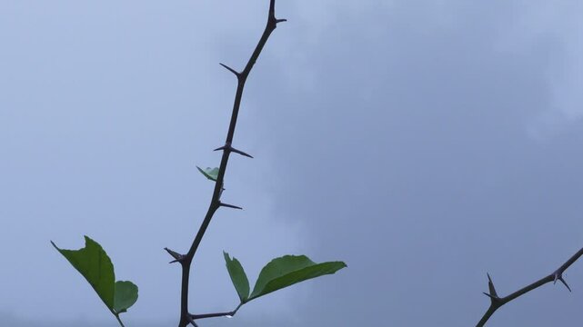 A bael tree branch with sharp spikes and few small new leaves sways gently in the breeze, with dense fog over a tranquil pond in the background. Perfect for serene nature and misty landscape themes.