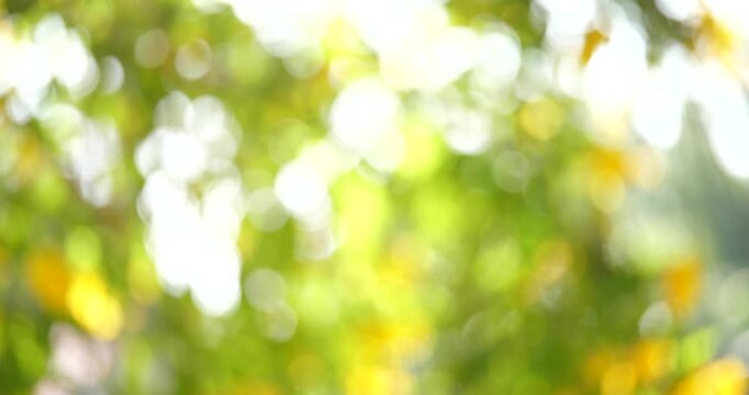 Summer Meadow Bokeh: Abstract image of vibrant green and yellow bokeh, perfect for backgrounds or adding a touch of nature to your designs. Evokes feelings of warmth, peace, and summer bliss. 
