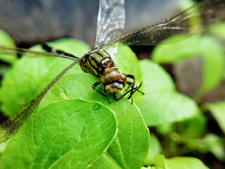 Macro shot of dragonfly perched on a leaf.