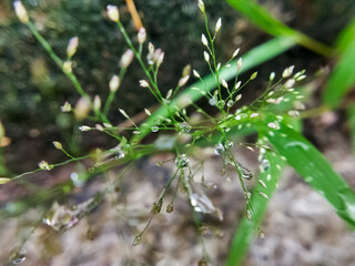 Dew on the grass. Natural background. Macro photo. 