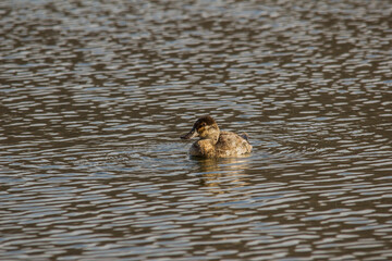 Juvenile Ruddy Duck on Water