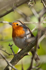 Robin in a bush