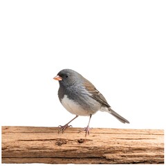 Fototapeta premium unco on piece of wood isolated on white background