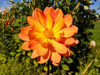 Dahlia (in german Dahlie) Dahlia