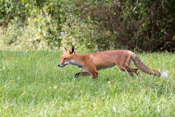 Red Fox Walking Through Grass - Motion