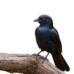 Koel isolated on white backgroun