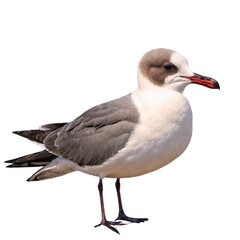 Obraz premium Laughing Gullon piece of wood isolated on white background