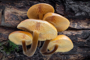 Group of edible mushrooms known as Enokitake, Golden Needle or winter mushrooms © Jaroslav Machacek