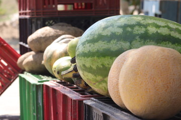 Frutas en exposición