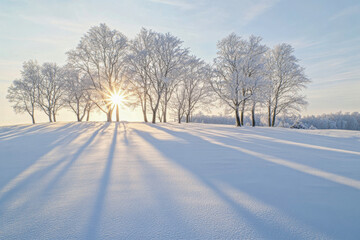 Obraz premium Winter Horizon With Sunburst Through Frosty Trees