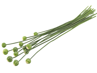 Bundle of Chive Stalks with Immature Seed Heads Isolated On A White Background, PNG Transparent