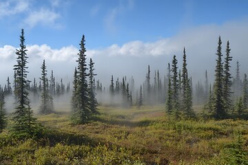 Misty Mountain Forest With Tall Evergreen Trees