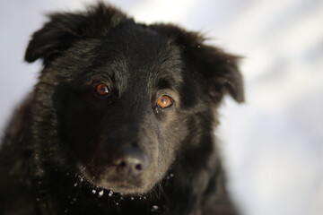 The muzzle of a black dog with kind eyes close-up on a blue background