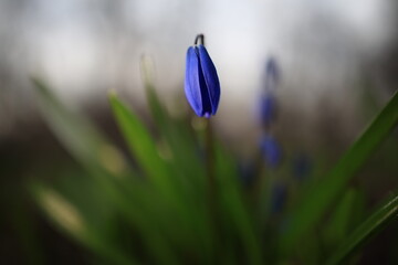 Blue tulip bud has not yet bloomed close-up macro with bokeh