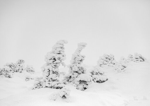 Trees covered in snow in winter on Saddleback Mountain, Maine