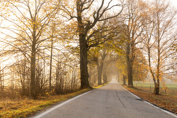 road in the autumn