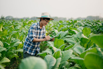 Farmers inspecting crops with a digital tablet in a tobacco leaf field, showcasing modern...