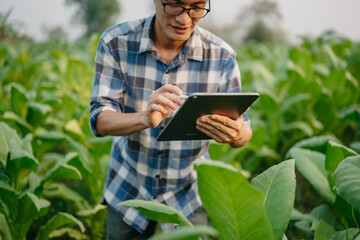 Fototapeta premium Farmers inspecting crops with a digital tablet in a tobacco leaf field, showcasing modern agriculture, technology