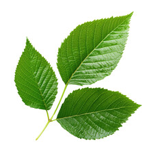 Fresh green leaves on a branch