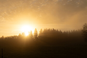 sunrise in the forest