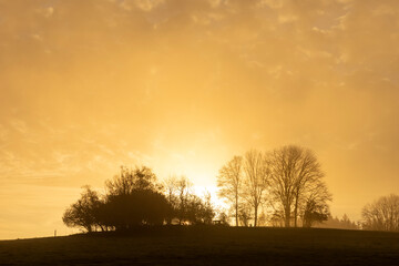 sunrise in the forest