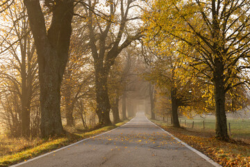 road in autumn
