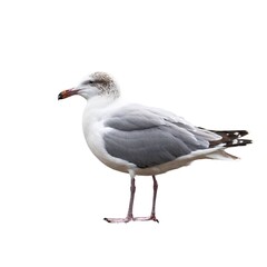 Fototapeta premium Seagull isolated on white background