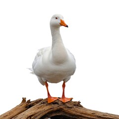 Obraz premium Snow Goose on piece of wood isolated on white background