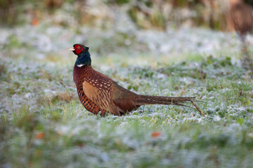 pheasant in the field